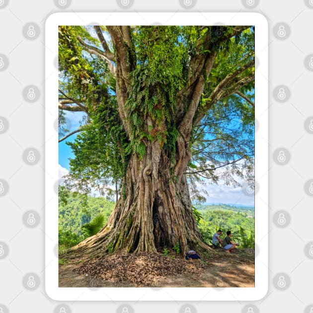 Beautiful Old Balete Tree, Philippines Sticker by Upbeat Traveler